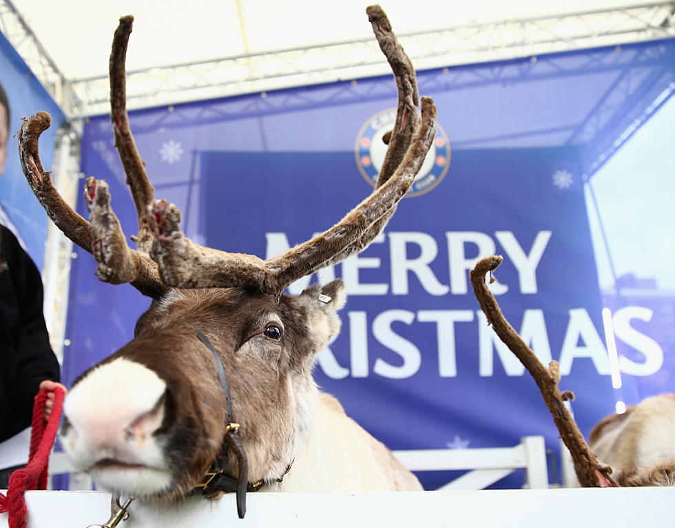 Live Reindeer, Santa, and Everything Cool This Weekend in Tri-Cities!