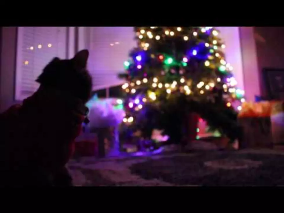 Christmas Cat Learns That Santa Is Always Watching…