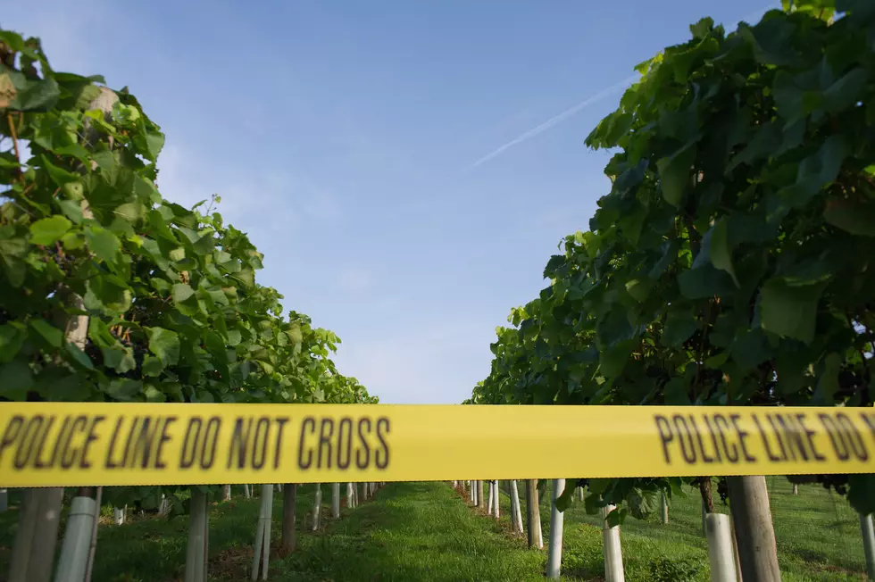1 Found Dead in Murder-Suicide Attempt in Prosser Vineyard