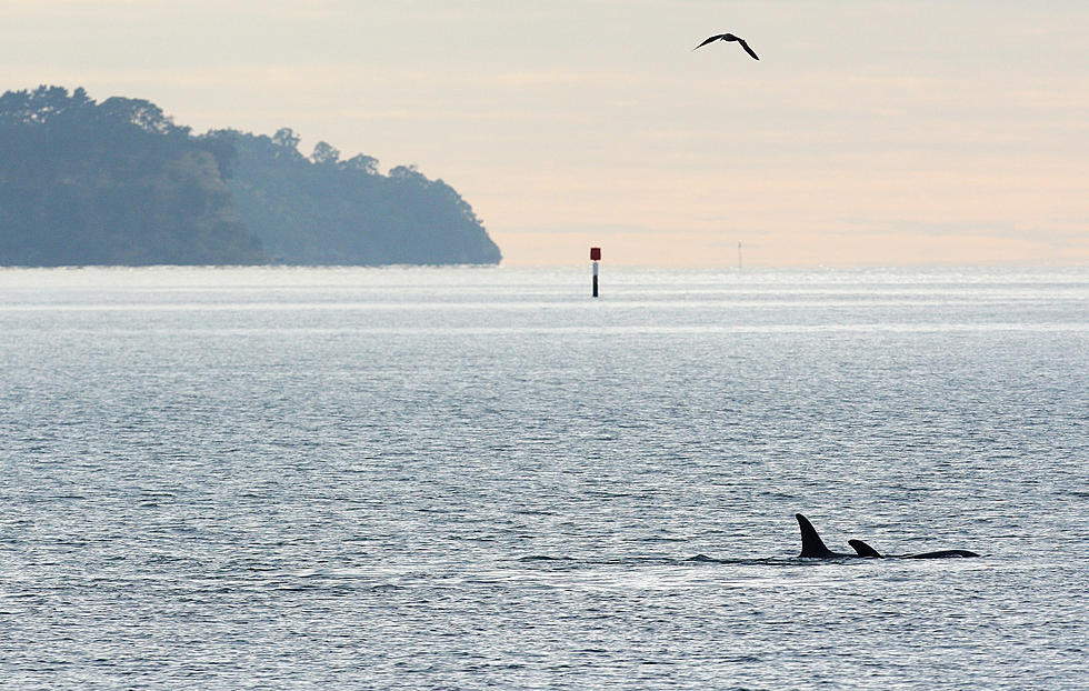 New Healthy Baby Orca Spotted in Washington’s Hood Canal [VIDEO]