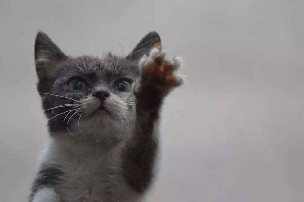 Man Saves Kitten Glued to Busy Oregon Road