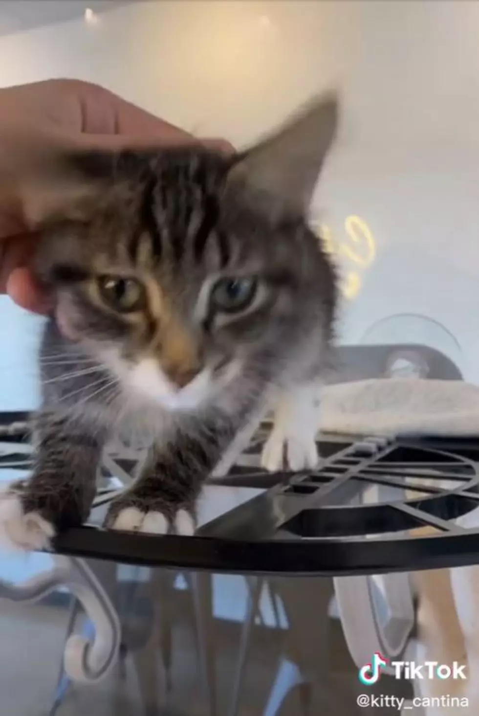 How to Adopt One of Spokane's Tik Tok Famous Cats