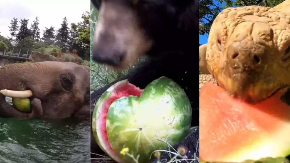 Adorable Animals, Big And Small, Enjoy Watermelon At Zoo