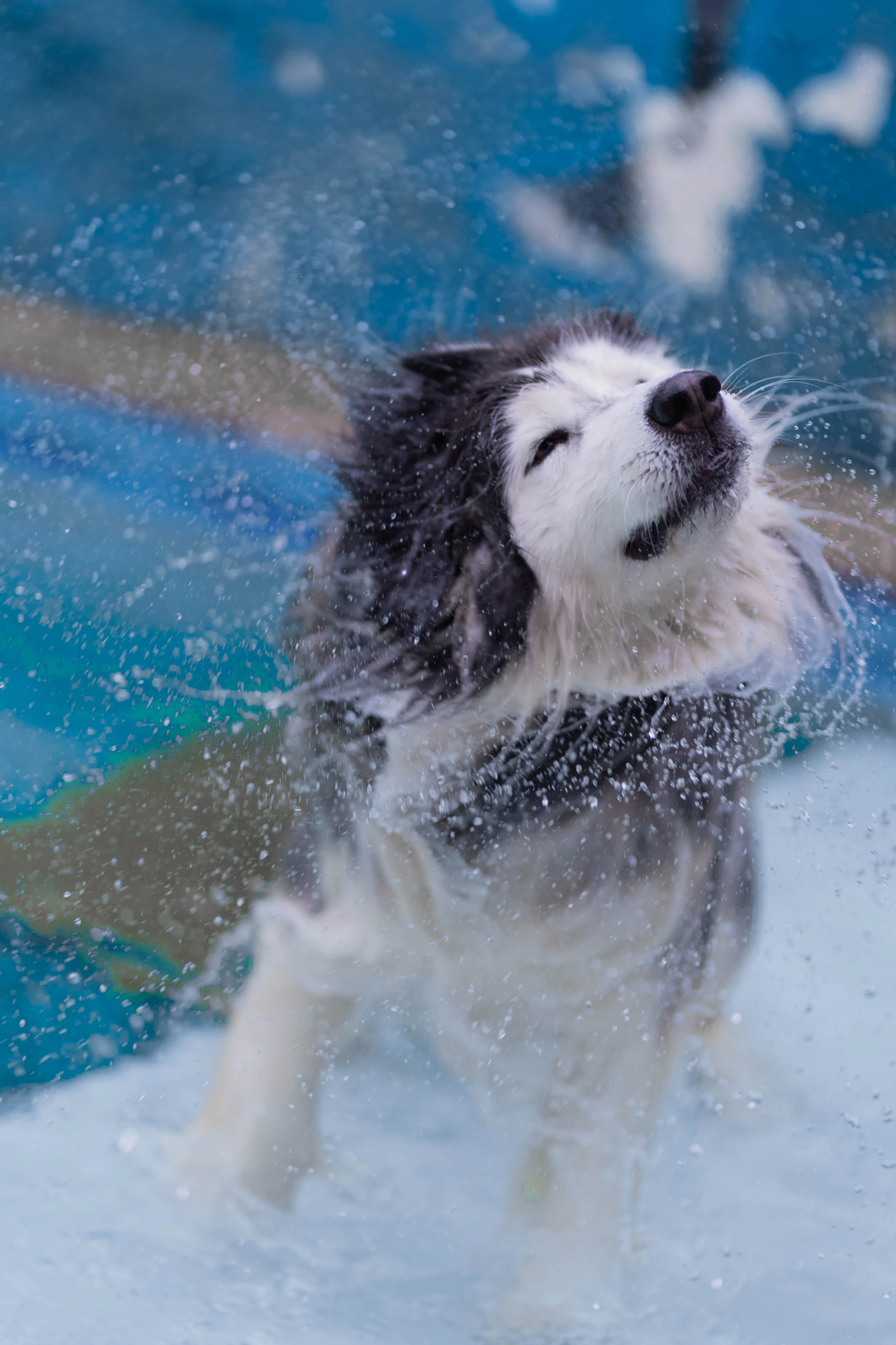 Cool Summer Fun For Your Dog In The Spokane Valley