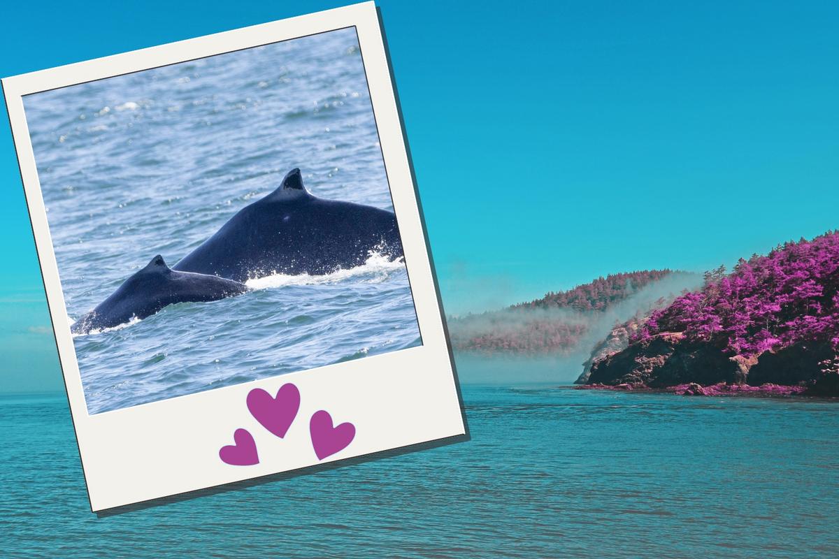 Salish Sea Sightings Locate First 2024 Humpback Whale Calf