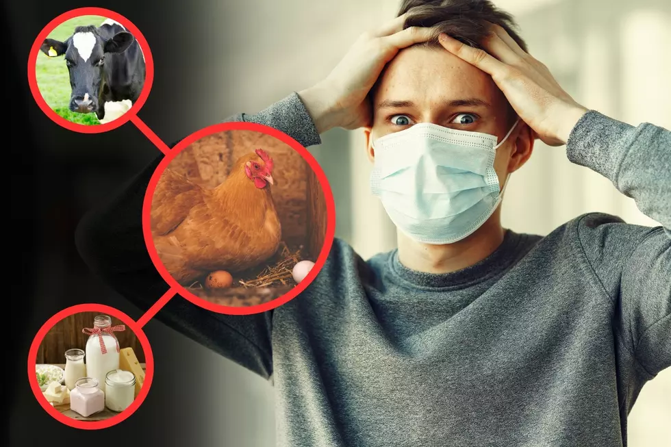 Terrified of the bird flu in Washington? What you need to know