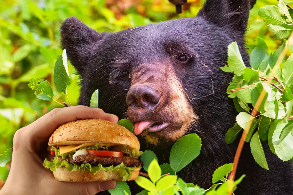 If you love bears, don’t feed them: a lesson from Oregon