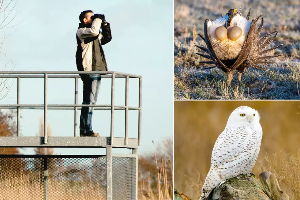 Central Washington Bird Watching in Spring: What To Avoid