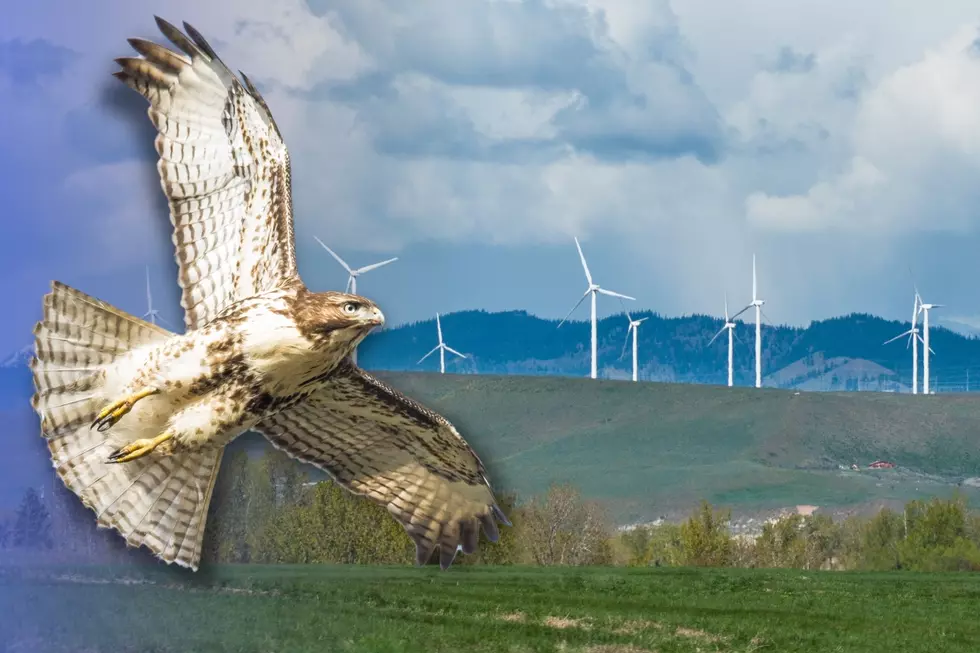 New Research Ideas For Bird-Safe Wind Turbines