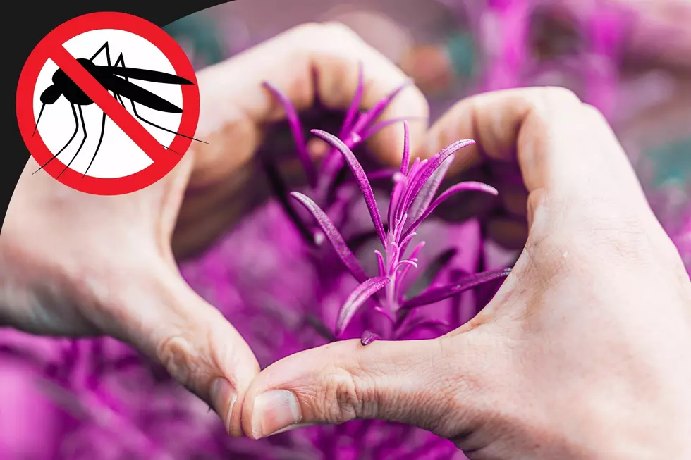 5 plants Washington mosquitoes hate &#8211; but you won&#8217;t