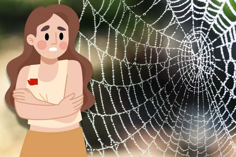 The 2 spiders you NEED to avoid in Washington