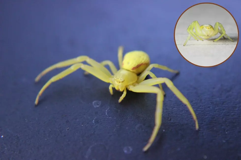 Yellow sac spider