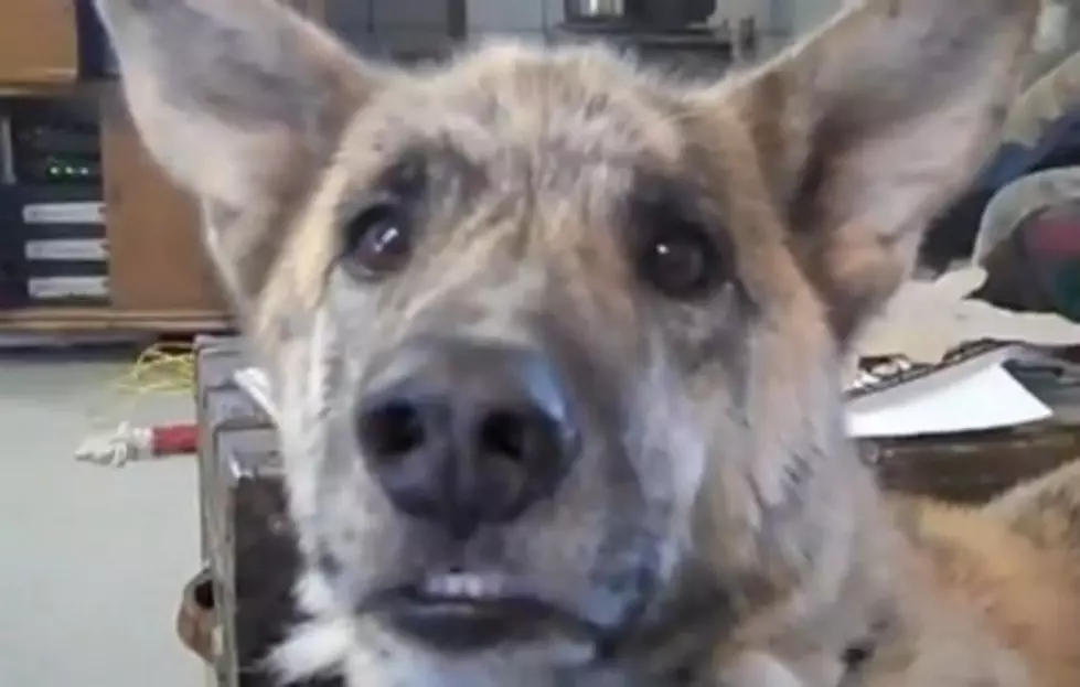 This Talking Dog Will Make Your Day [VIDEO]