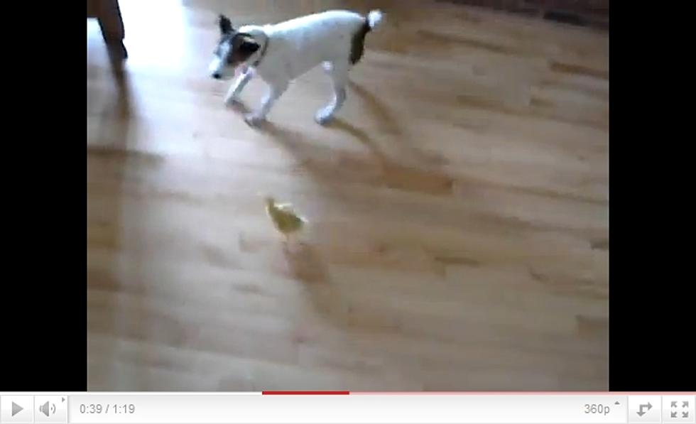 What Happens When You Put A Baby Duck and Dog In The Same Room? [VIDEO]