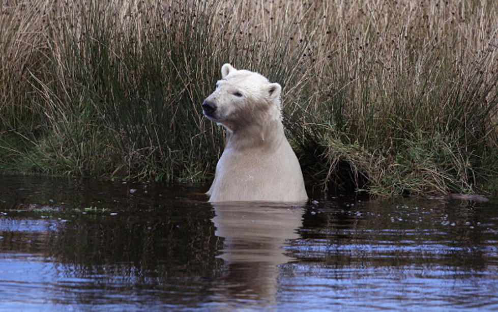 Ninja Polar Bear [VIDEO]