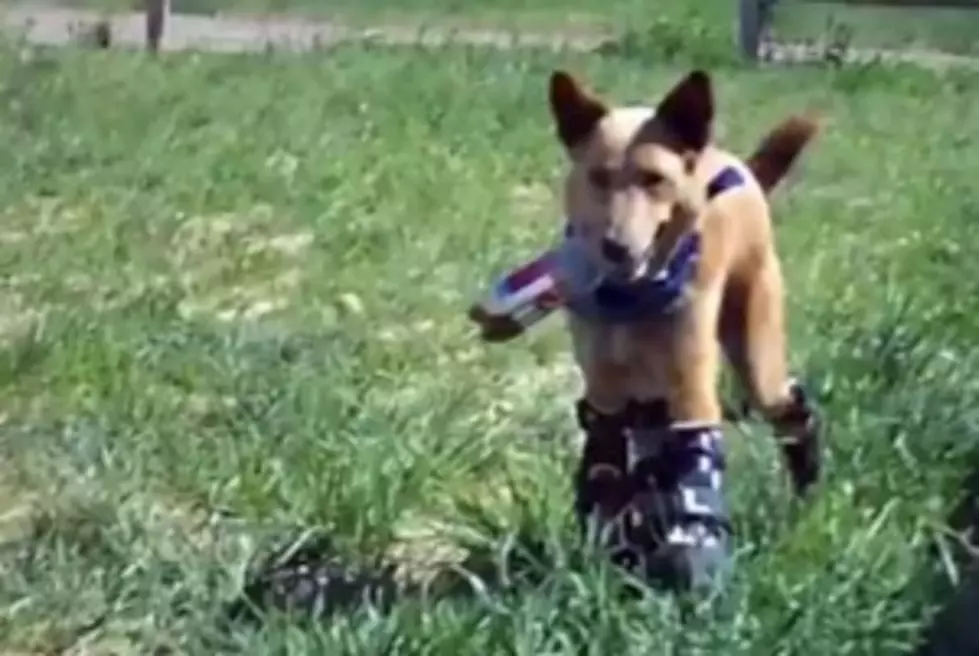 Meet Naki&#8217;o The Bionic Dog [VIDEO]