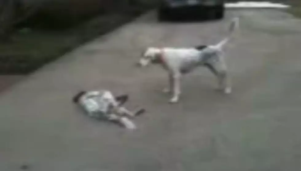 Puppy Fakes Her Own Death While Playing [VIDEO]