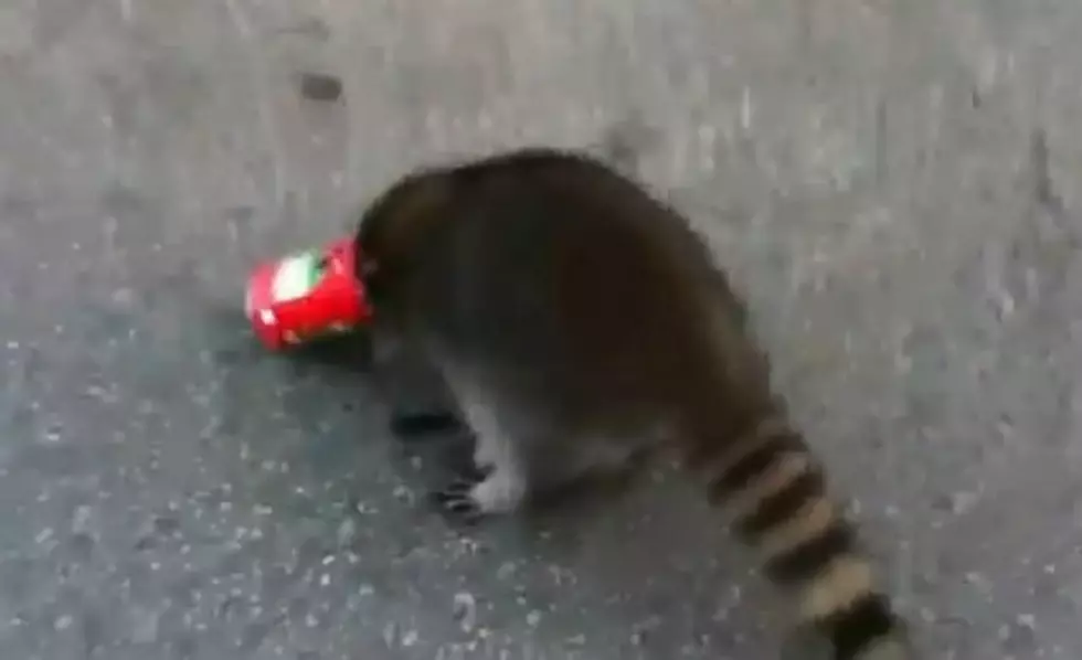 Raccoon With Chef Boyardee Can Stuck On Its Head  [VIDEO]