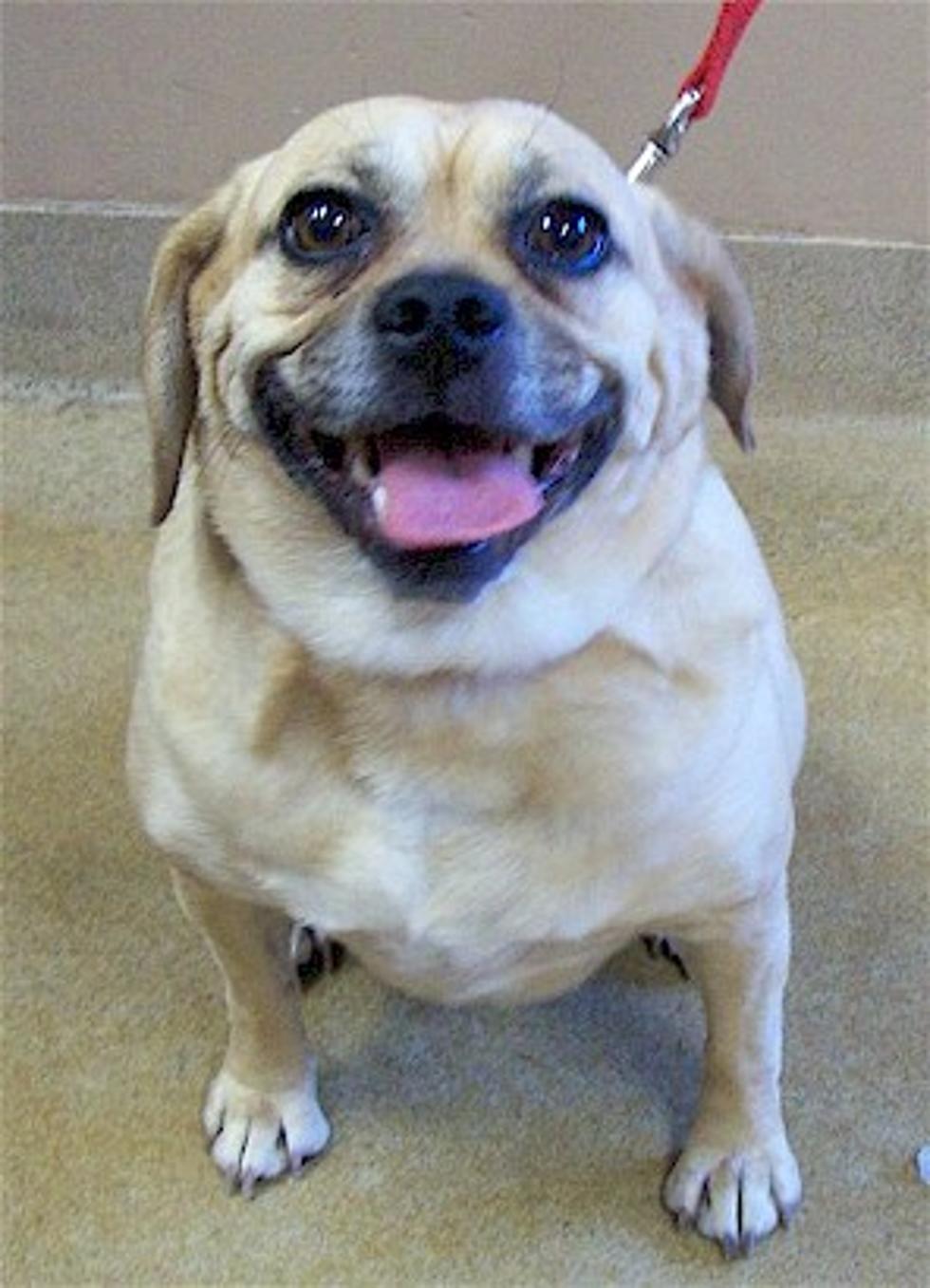 Pet Patrol: Kida the Puggle’s Looking for New Digs