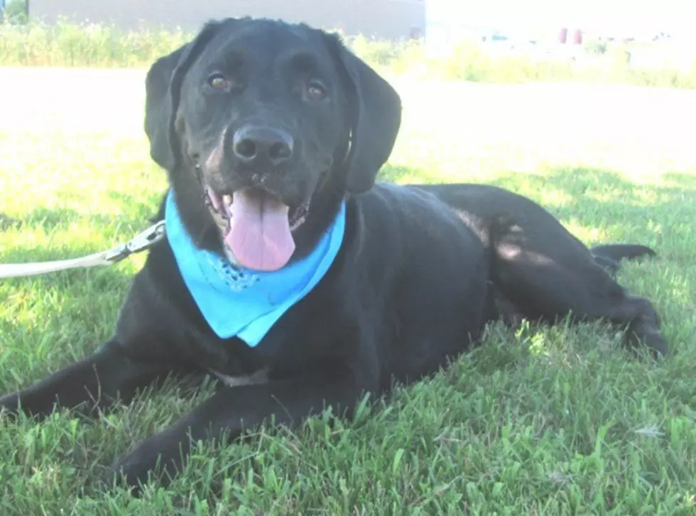 Pet Patrol: Charlie the Lab Retriever and Gmork the Rat Would Make Great Pets