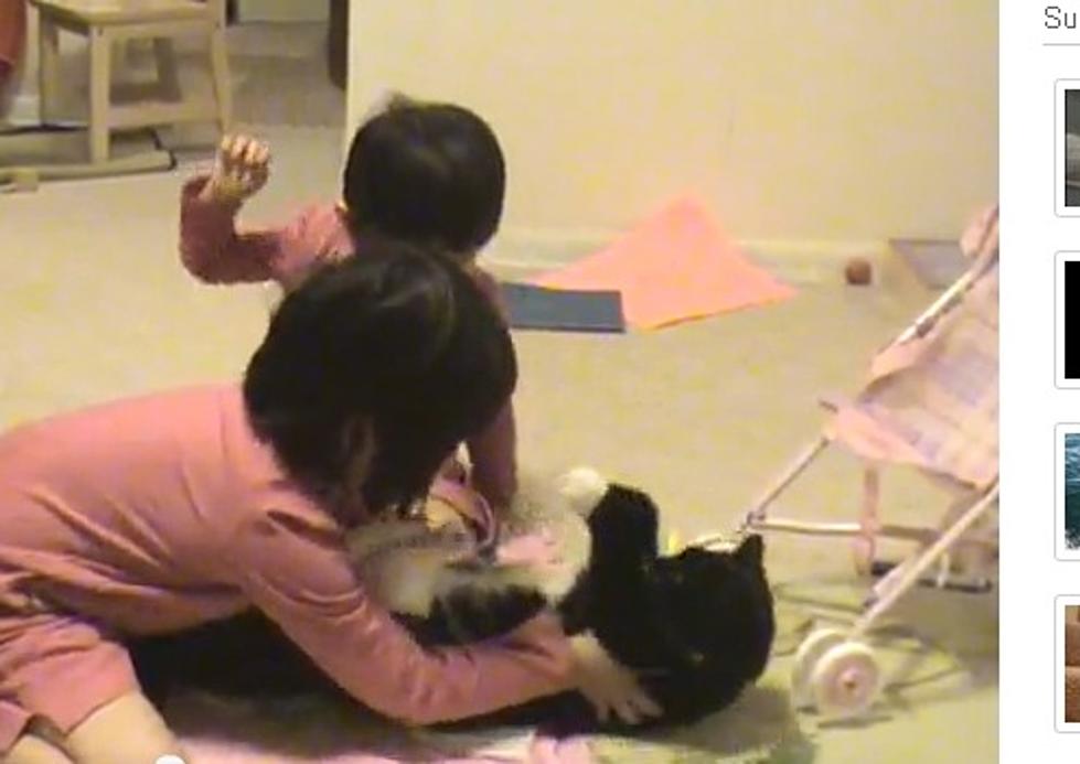 Cats Love Wearing Diapers And Going For Stroller Rides [VIDEO]
