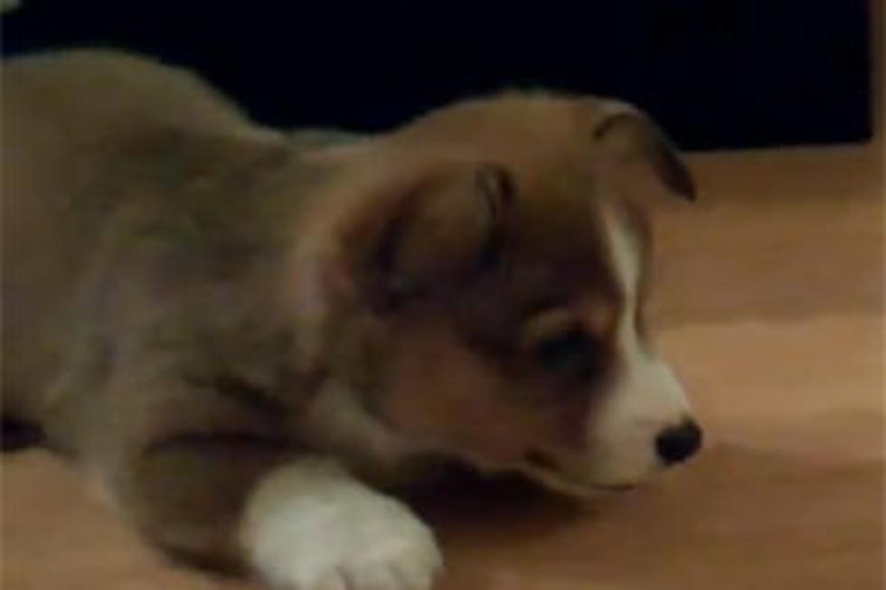 Cute Corgie vs. Ice Cube [VIDEO]