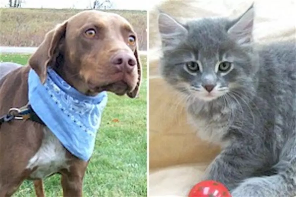 Pet Patrol: Captain, Brutus Are Looking for New Homes