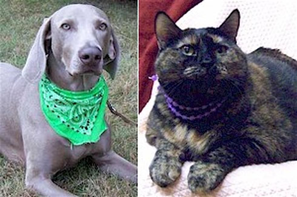 Pet Patrol: Maggie and Midnight Prepared for New Homes