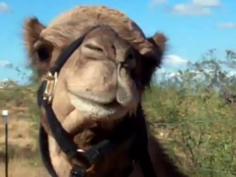 You Call That a Camel Race?! [VIDEO]
