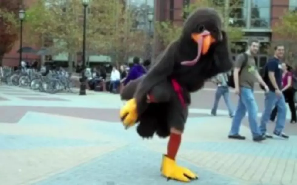 Happy Dancing Turkey Day! [VIDEO]