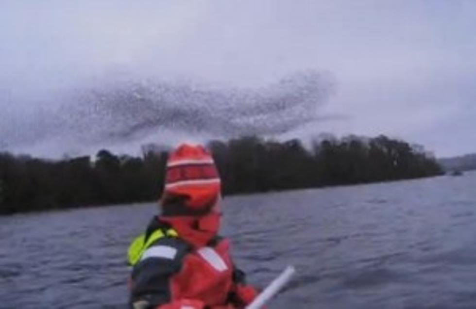 Murmurating Starlings are Spectacular [VIDEO]