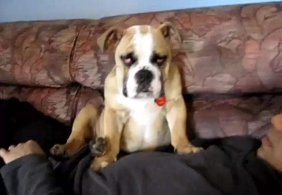 Cute Bulldog Passes Out [VIDEO]
