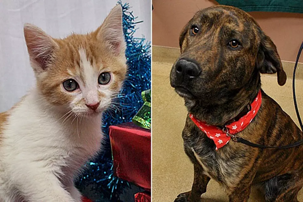 Pet Patrol: Barney and Jax Hope for New Homes in New Year