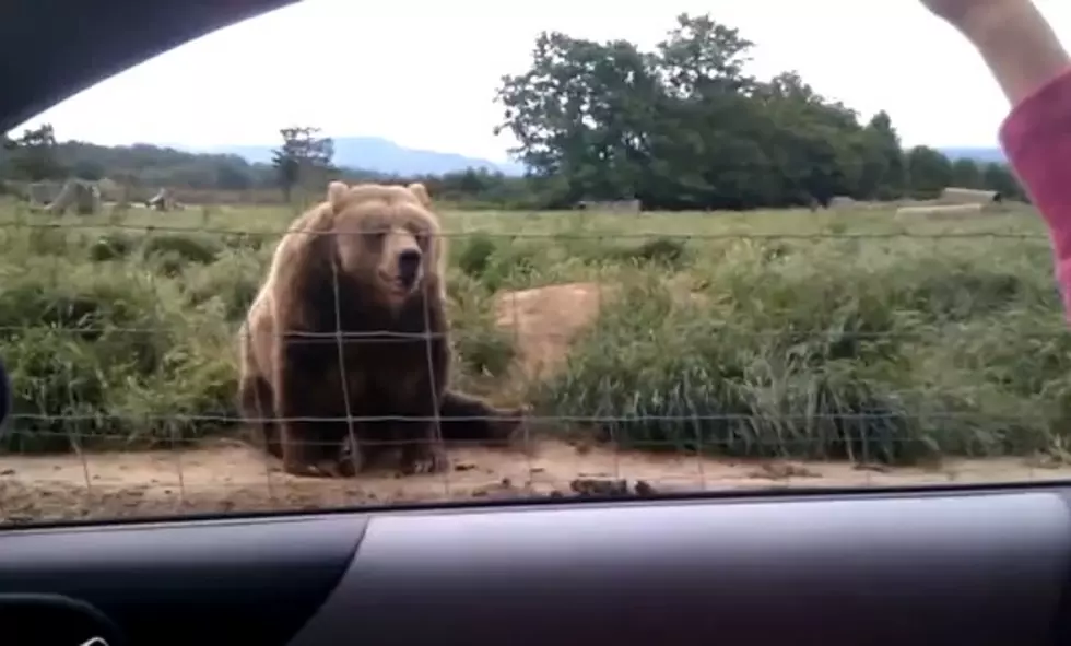 Bear Waves To Be Polite[VIDEO]