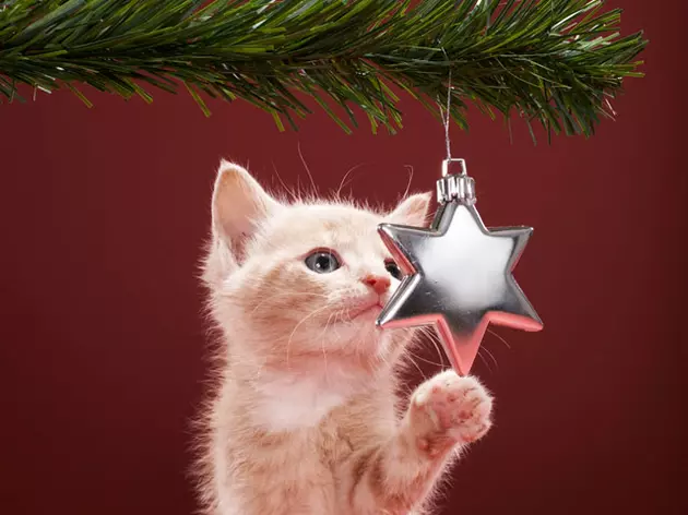 Should Pets Get Gifts On Christmas? [POLL]