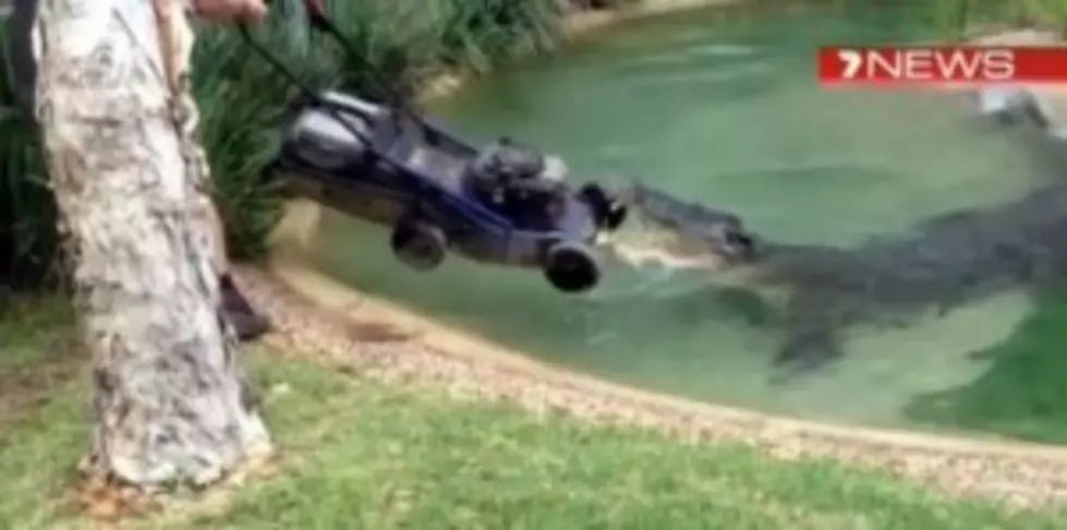Crocodile vs. Lawnmower and the Winner Is&#8230; [VIDEO]