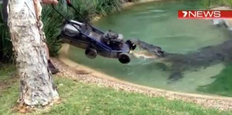 Crocodile vs. Lawnmower and the Winner Is… [VIDEO]