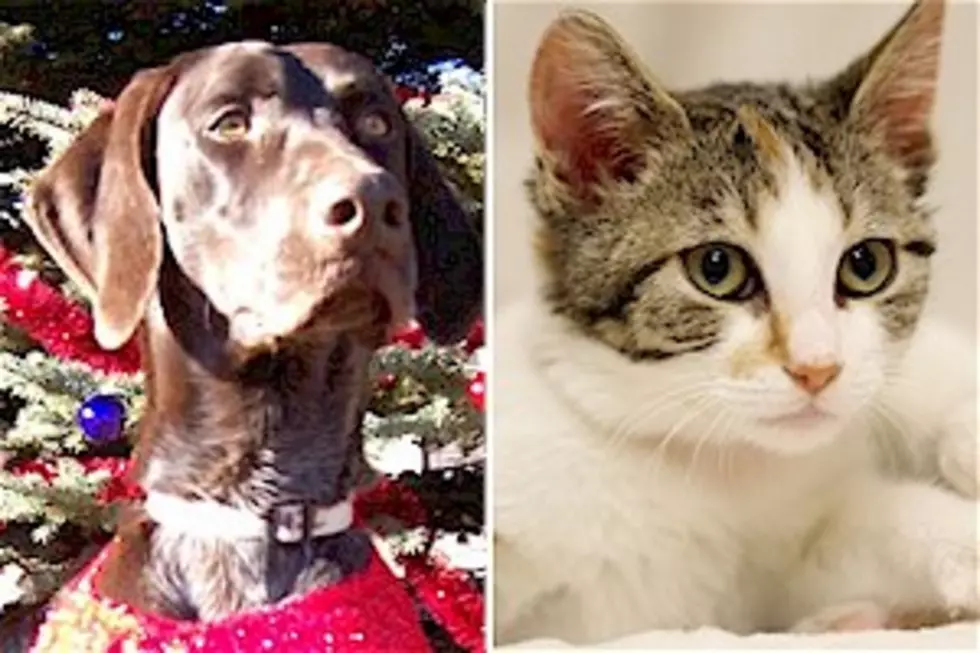 Pet Patrol: Jake and Miss Penny Want to be Spoiled