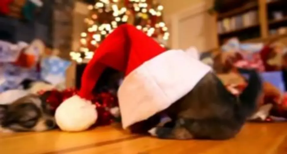 Have a Happy, Puppy Christmas [VIDEO]