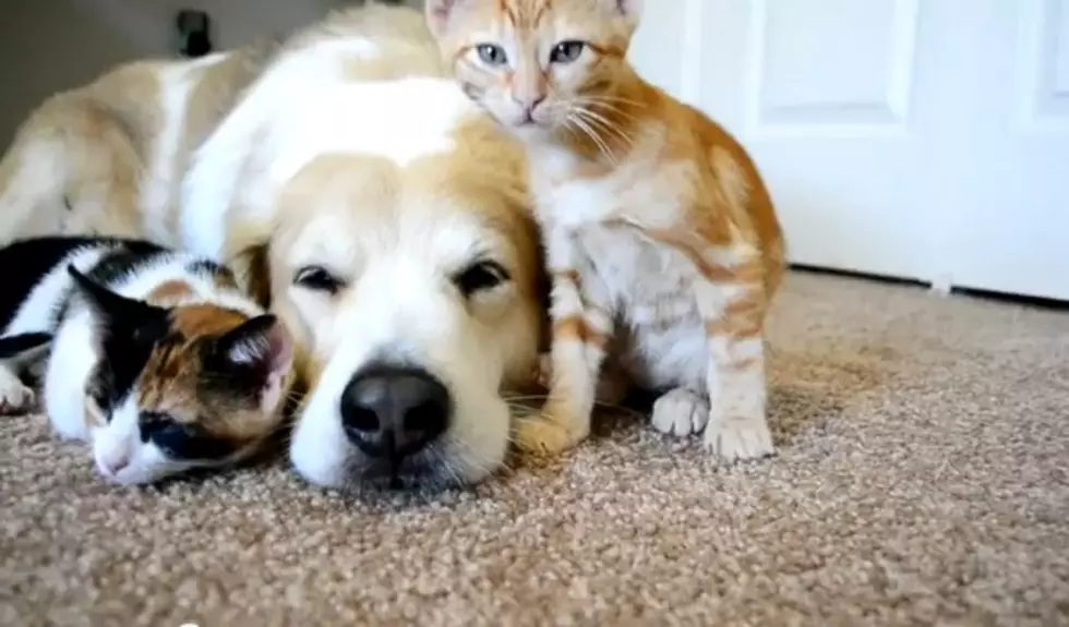Warning: Super Cute Kittens Snuggling With Dog Alert [VIDEO]