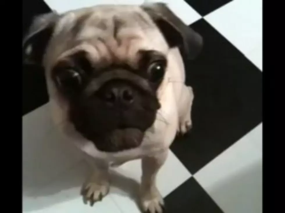 This Pug Says Hamburger [VIDEO]