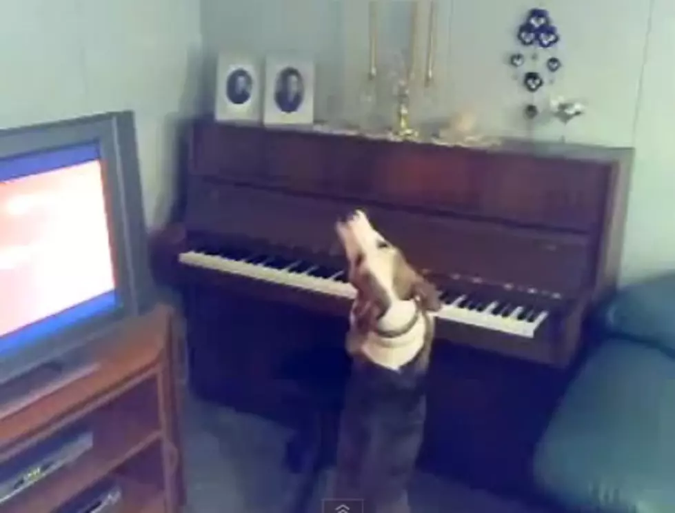 Dog Can Sing and Play the Piano [VIDEO]