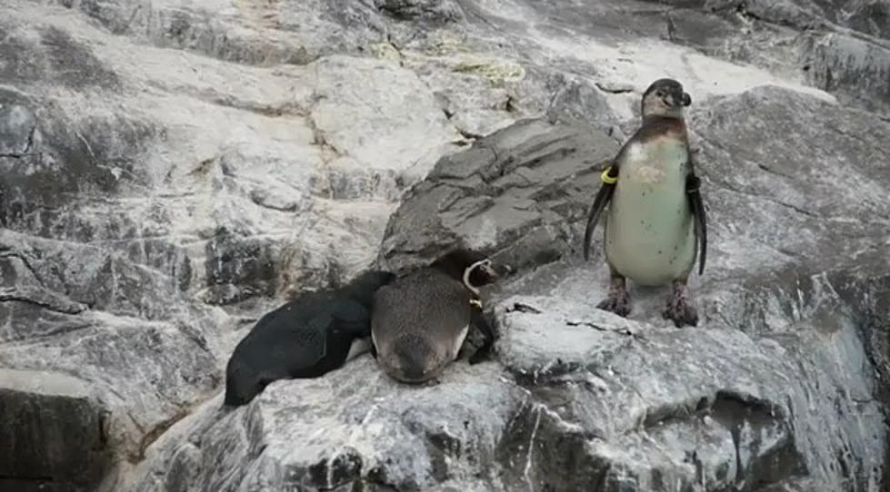 Even Penquins Play Pranks On Each Other [VIDEO]