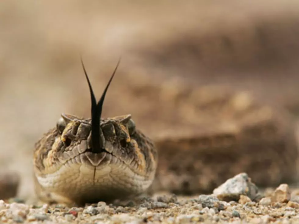 Even Rattlesnakes Look for Low Prices at Wal-Mart [VIDEO]