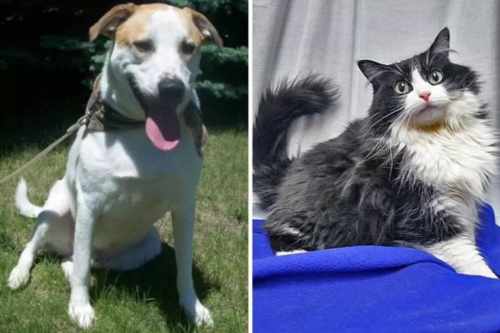 Pet Patrol: Meet Yipitee + Harley At Tri-County Humane Society