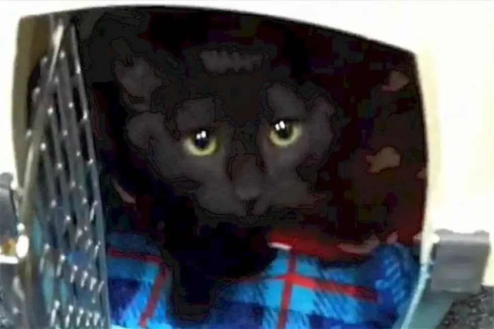 Kitties From Tri-County Humane Society [VIDEO]
