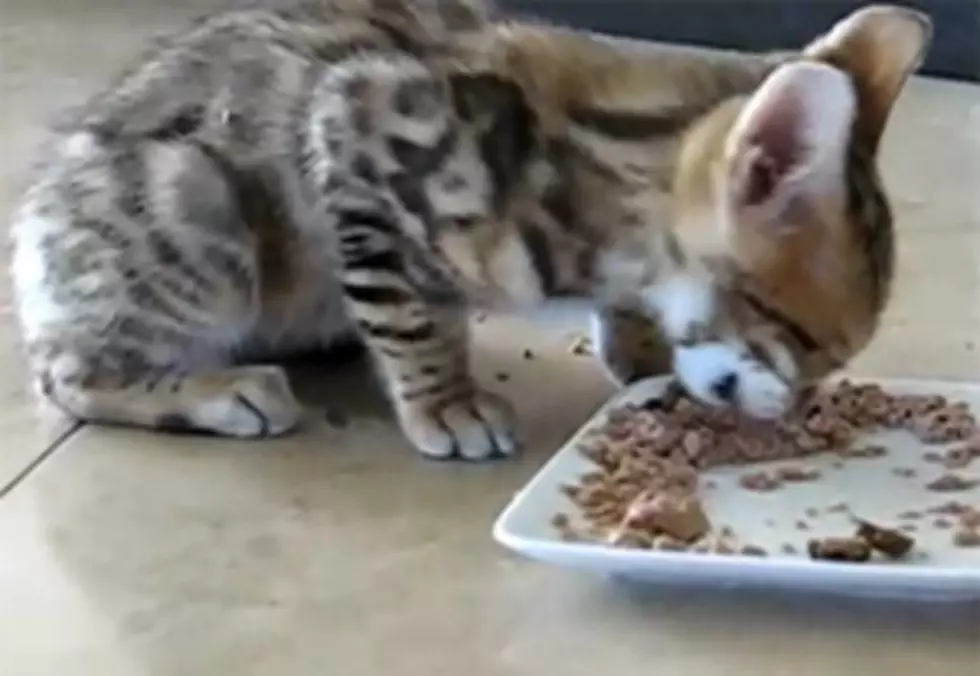 Cute Kitty Loves It’s Food And Says “Yum Yum Yum” [VIDEO]