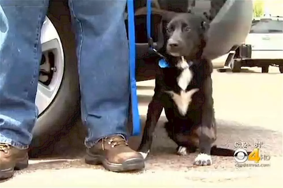 Puppy Recovering After Being Struck by Light Rail [VIDEO]