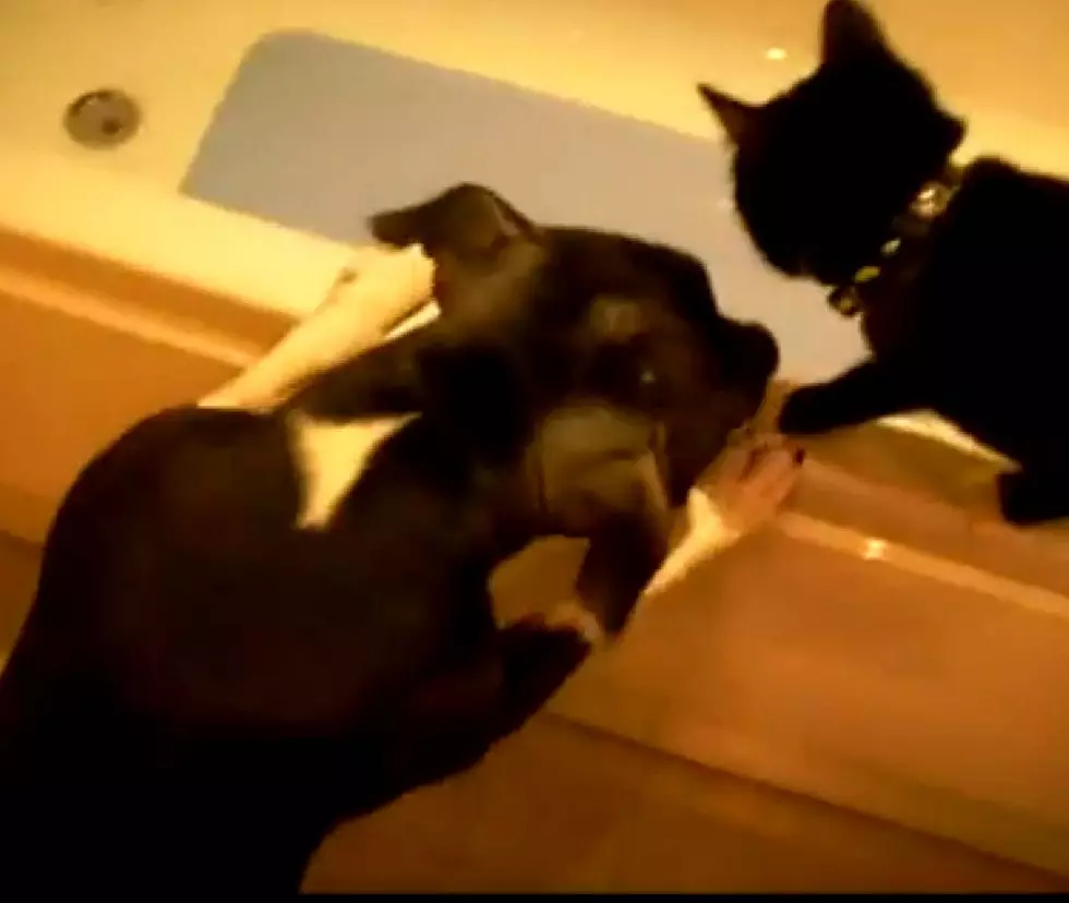 Frustrated Cat Unexpectedly Gets Bath from Playful Dog [VIDEO]