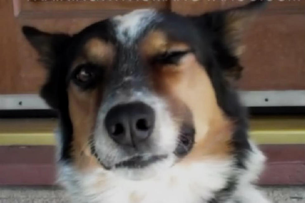 Dog Trained to Do Some of the Most Ridiculous Tricks [VIDEO]